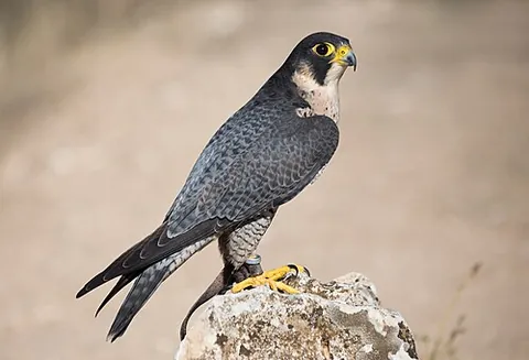 peregrine falcon: a medium-sized, very swift falcon, of species Falco peregrinus, that hunts small birds