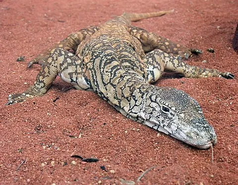 perentie: the largest Australian monitor lizard or goanna, Varanus giganteus