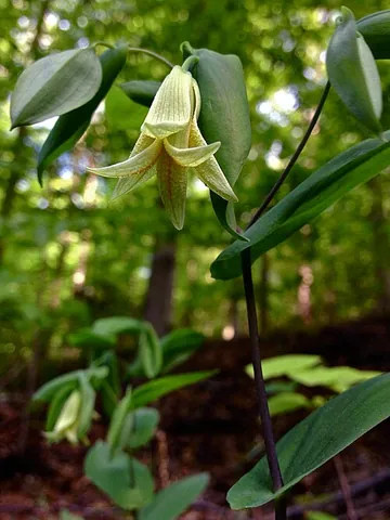 perfoliate bellwort: a plant of the species Uvularia perfoliata, native to eastern North America