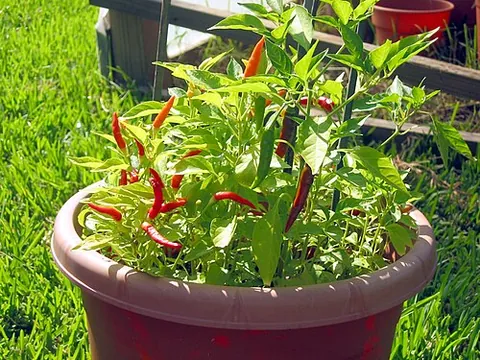 peri-peri: a small hot pepper, a cultivar of Capsicum frutescens, originally produced in Portugal's former...
