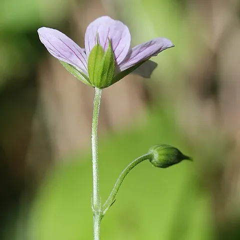perianth: the sterile parts of a flower; collectively, the sepals and petals (or tepals)