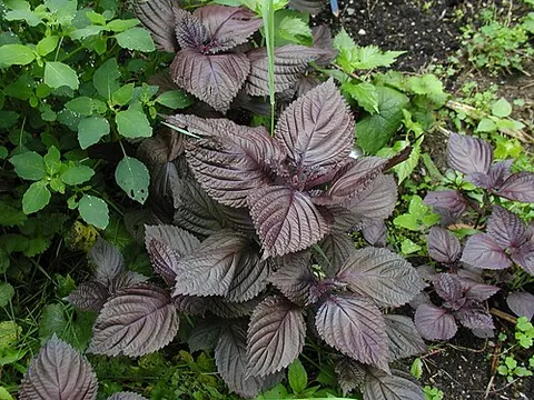 perilla: an East Asian herb with flavorful leaves used in cooking and as a garnish, Perilla frutescens. Also...