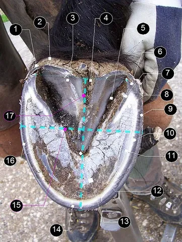 periople: the external smooth horny layer of a hoof