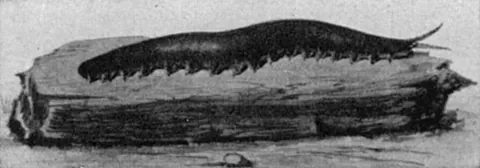 peripatus: any onychophoran of the genus Peripatus