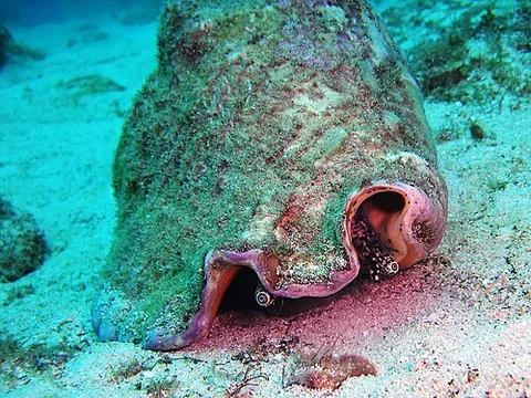periphyton: a mixture of algae, cyanobacteria, heterotrophic microbes, and detritus that is attached to...