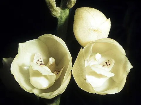 peristeria: any of the genus Peristeria of orchidaceous plants