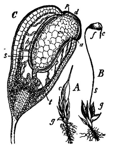 peristome: one or two rings of tooth-like appendages surrounding the opening of the capsule of many mosses