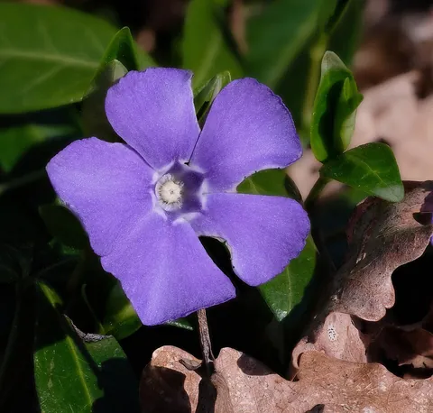 periwinkle: any of several evergreen plants of the genus Vinca with blue or white flowers