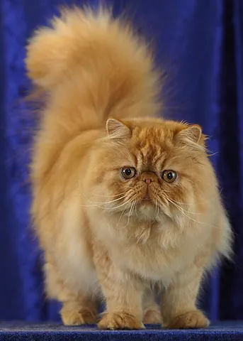 persian cat: a cat of a long-haired breed with a round face and short muzzle