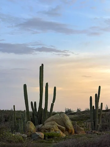 peruvian apple cactus: cereus repandus, a large, erect, spiny columnar cactus of South America