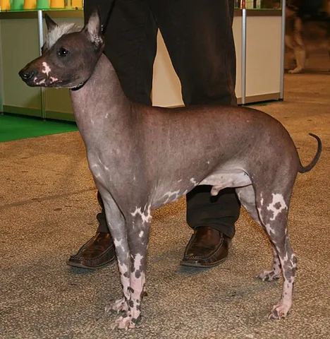 peruvian inca orchid: a hairless dog breed native to Peru and is usually only raised as a pet