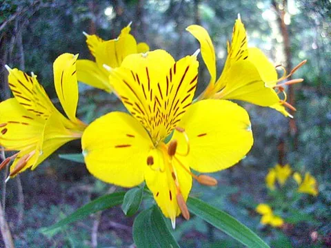 peruvian lily: any member of the genus Alstroemeria of flowering plants in the family Alstroemeriaceae, native to...