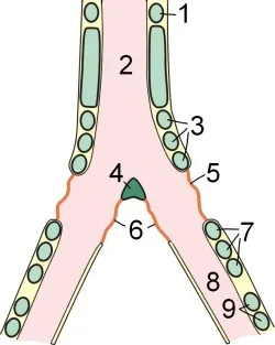 pessulus: a delicate bar of cartilage connecting the dorsal and ventral extremities of the first pair of...