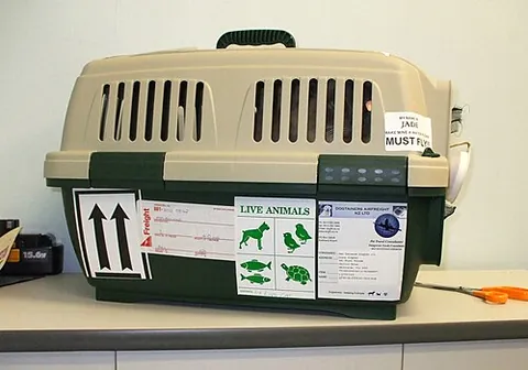 pet carrier: a small portable box or cage for transporting a small animal such as a cat or dog