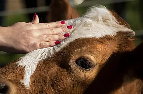 pet: an animal kept as a companion or otherwise for pleasure, rather than for some practical benefit or...