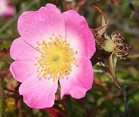 petal: one of the component parts of the corolla of a flower. It applies particularly, but not necessarily...