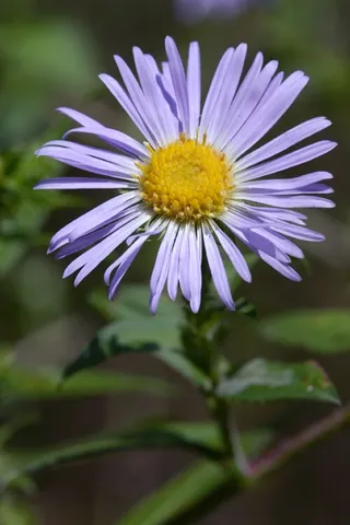 petalled: having petals