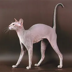 peterbald: a domestic cat of a typically hairless Russian breed with a slim muscular build