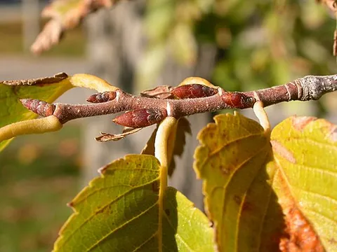 petiole: the stalk of a leaf, attaching the blade to the stem