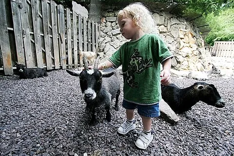 petting zoo: a zoo that permits or encourages visitors, in particular children, to touch animals