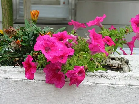 petunia: any of the flowering plants of genus Petunia, of which most garden varieties are hybrids