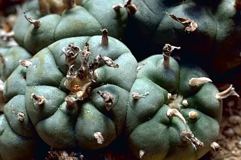 peyote: a small, spineless cactus (Lophophora williamsii) found from southwest United States to central...