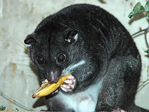 phalangerid: any of the nocturnal marsupials of family Phalangeridae, which includes cuscuses and brushtail...