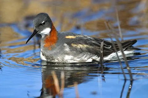 phalarope: any of three small wading birds in the genus Phalaropus, of the family Scolopacidae, that have...