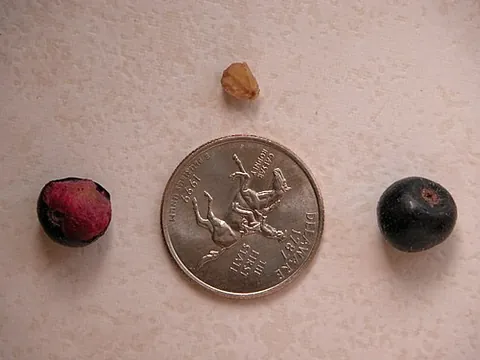 phalsa: grewia asiatica, a shrub or small tree native to southern Asia