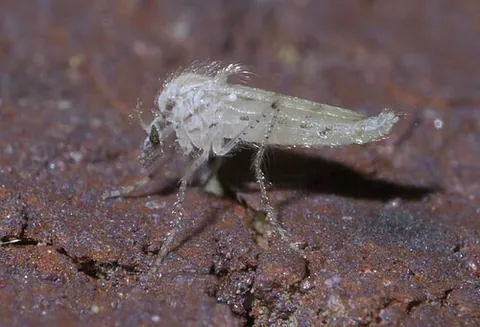 phantom midge: an insect in the dipteran family Chaoboridae