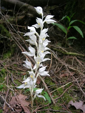 phantom orchid: an orchid of species Cephalanthera austiniae, that is entirely white except for a few yellow...