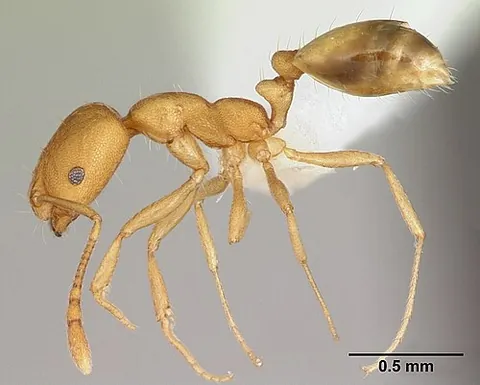 pharaoh ant: a small yellow-brown ant, Monomorium pharaonis, introduced to virtually every area of the world,...