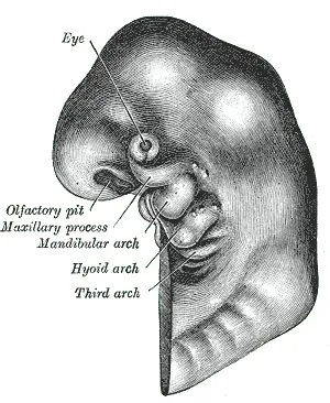 pharyngeal arch: any of a series of structures seen in the embryo of vertebrates that are precursors for many...