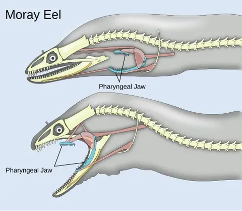 pharyngeal jaws: a secondary set of toothed bones or cartilage located deep within a fish's pharynx (or throat),...