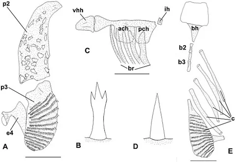 pharyngobranchial: of or relating to the pharynx and the branchiae; applied especially to the dorsal elements in the...