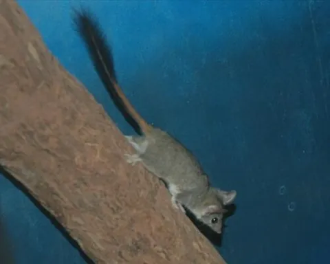 phascogale: any of several Australian dasyurid marsupials, of the genus Phascogale, the males of which die...