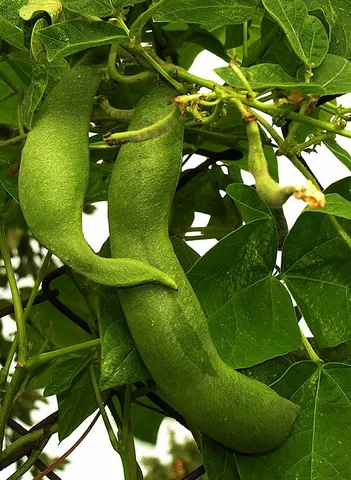phaseolus: any of several domesticated beans, of the genus Phaseolus, native to the Americas
