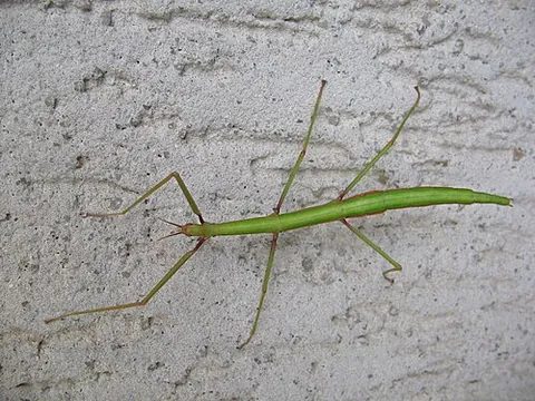 phasmid: any insect of the order Phasmida: a leaf insect or walking stick (stick insect)