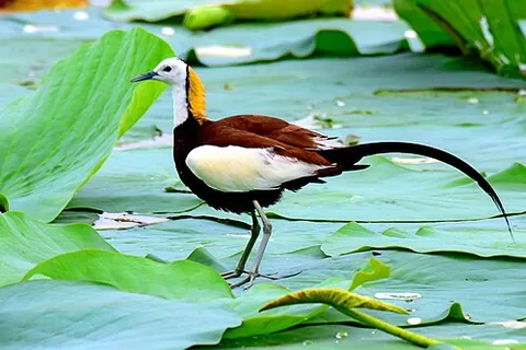 pheasant-tailed jacana: hydrophasianus chirurgus, a wader in the family Jacanidae