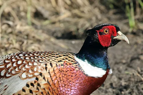 pheasant: a bird of family Phasianidae, often hunted for food