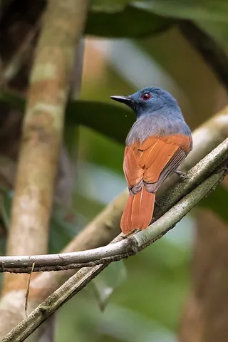philentoma: any of the birds in the genus Philentoma, found in parts of South East Asia