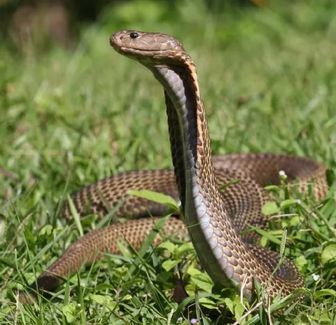 philippine cobra: naja philippinensis, is a stocky, highly venomous species of spitting cobra native to the northern...