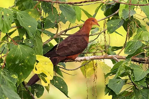 philippine cuckoo-dove: any member of the species Macropygia tenuirostris of doves native to the Philippines and Taiwan