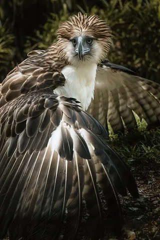 philippine eagle: pithecophaga jefferyi, a species of eagle endemic to forests in the Philippines that has brown and...