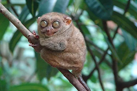 philippine tarsier: a very small tarsier, Carlito syrichta, native to much of the southern Philippines