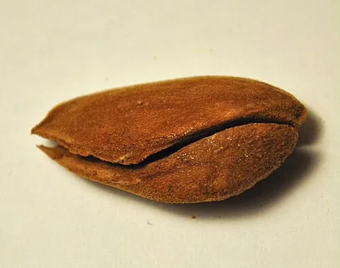 philopena: a game in which a person, on finding a double-kernelled almond or nut, may offer the second kernel...