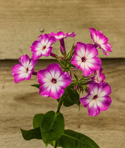 phlox: any flowering plant of the genus Phlox