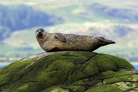 phocacean: any species of Phoca; seal