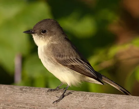 phoebe: any of several birds of the genus Sayornis