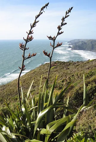 phormium: any plant in the genus Phormium, New Zealand flax